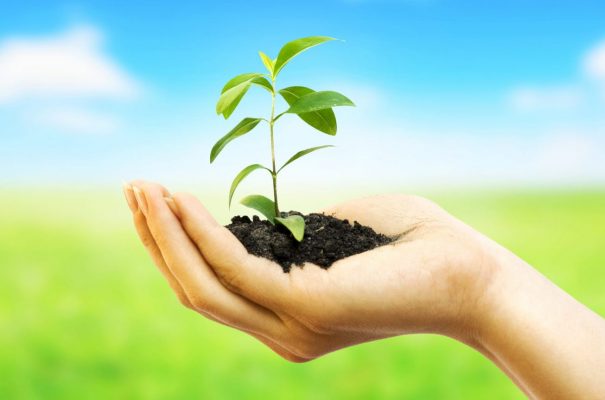 Woman hands holding plant over nature background